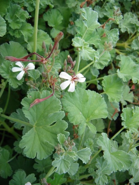 Pelargonium fragrans group